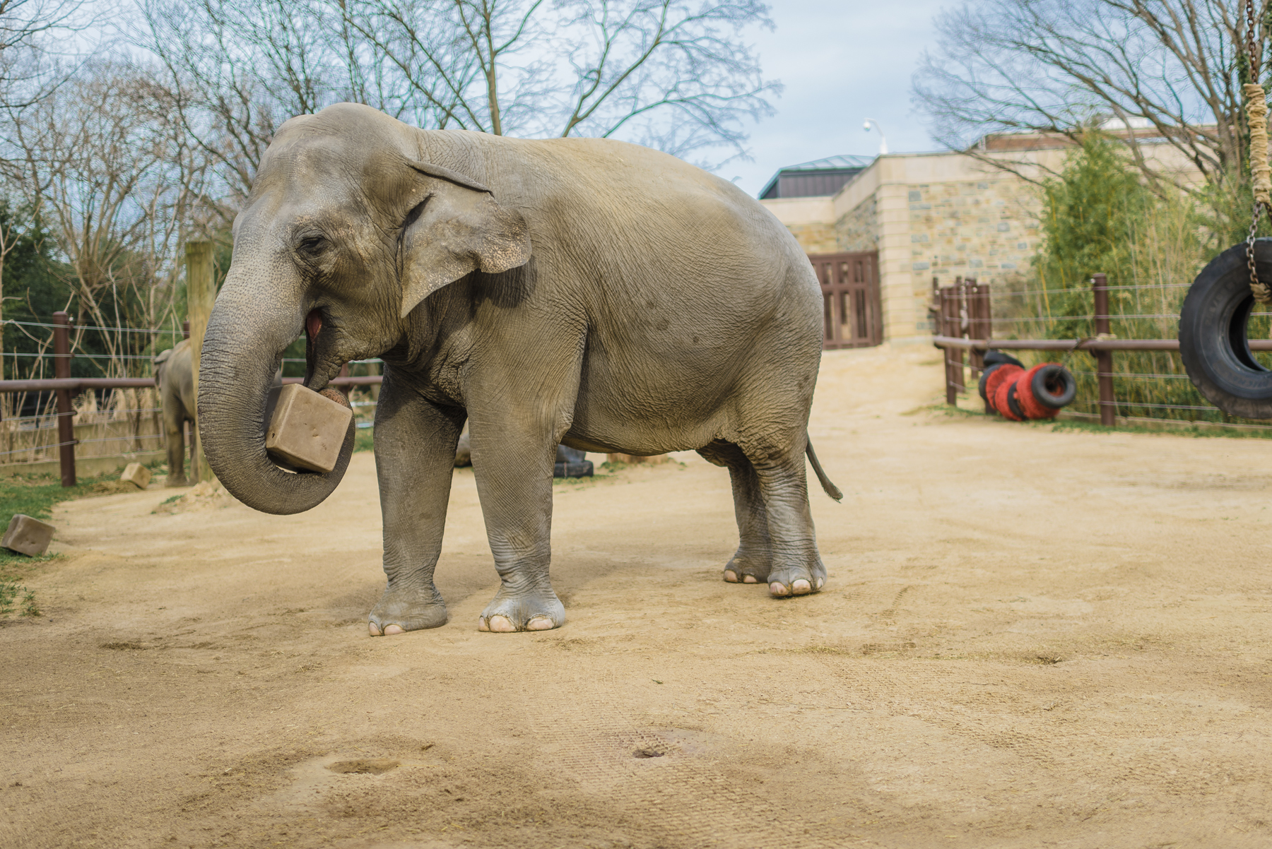 Enrichment Day is Sept. 16, 2017. Asian elephant Bozie interacting with enrichment