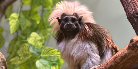 A cotton-top tamarin perches on a tree branch.