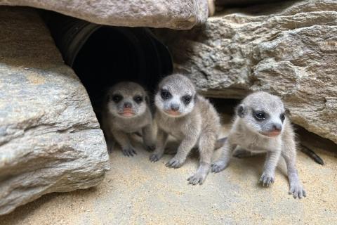 Three meerkat pups sit by the tunnel to their burrow.