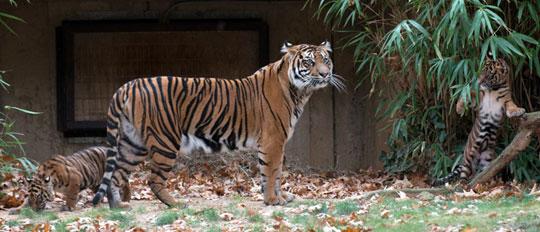 sumatran tiger with cubs playing in the background