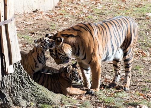 cub and mother rub heads together while other cub looks on